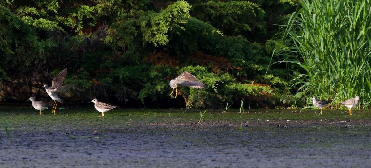 Lesser Yellowlegs - ML619008201