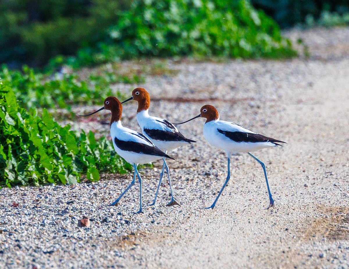 Avocette d'Australie - ML619008212