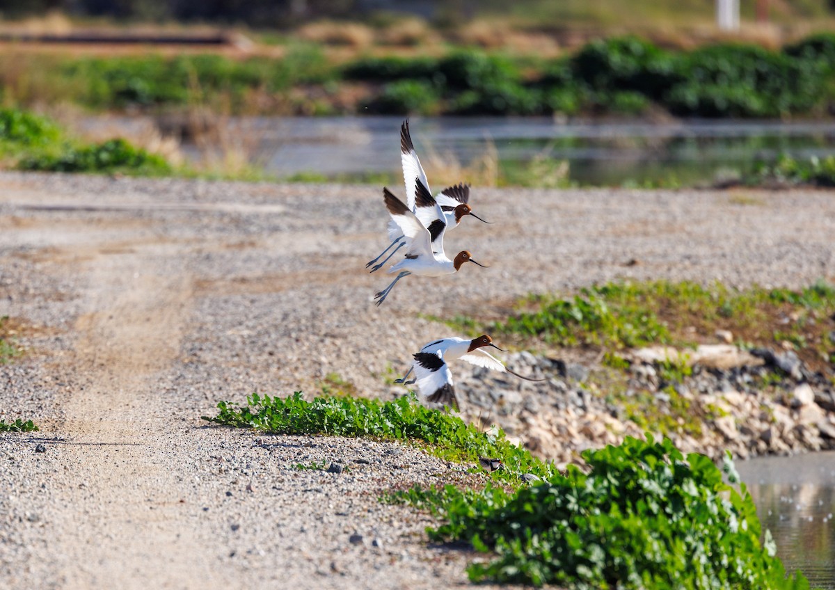 Avoceta Australiana - ML619008214