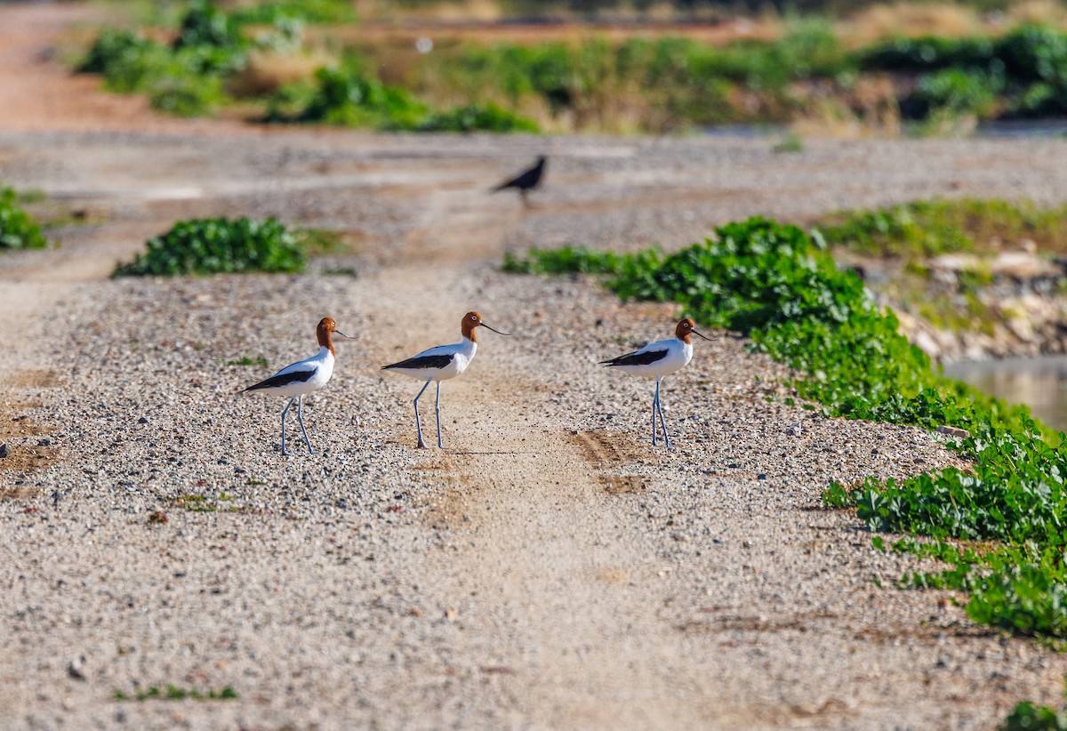 Avocette d'Australie - ML619008216