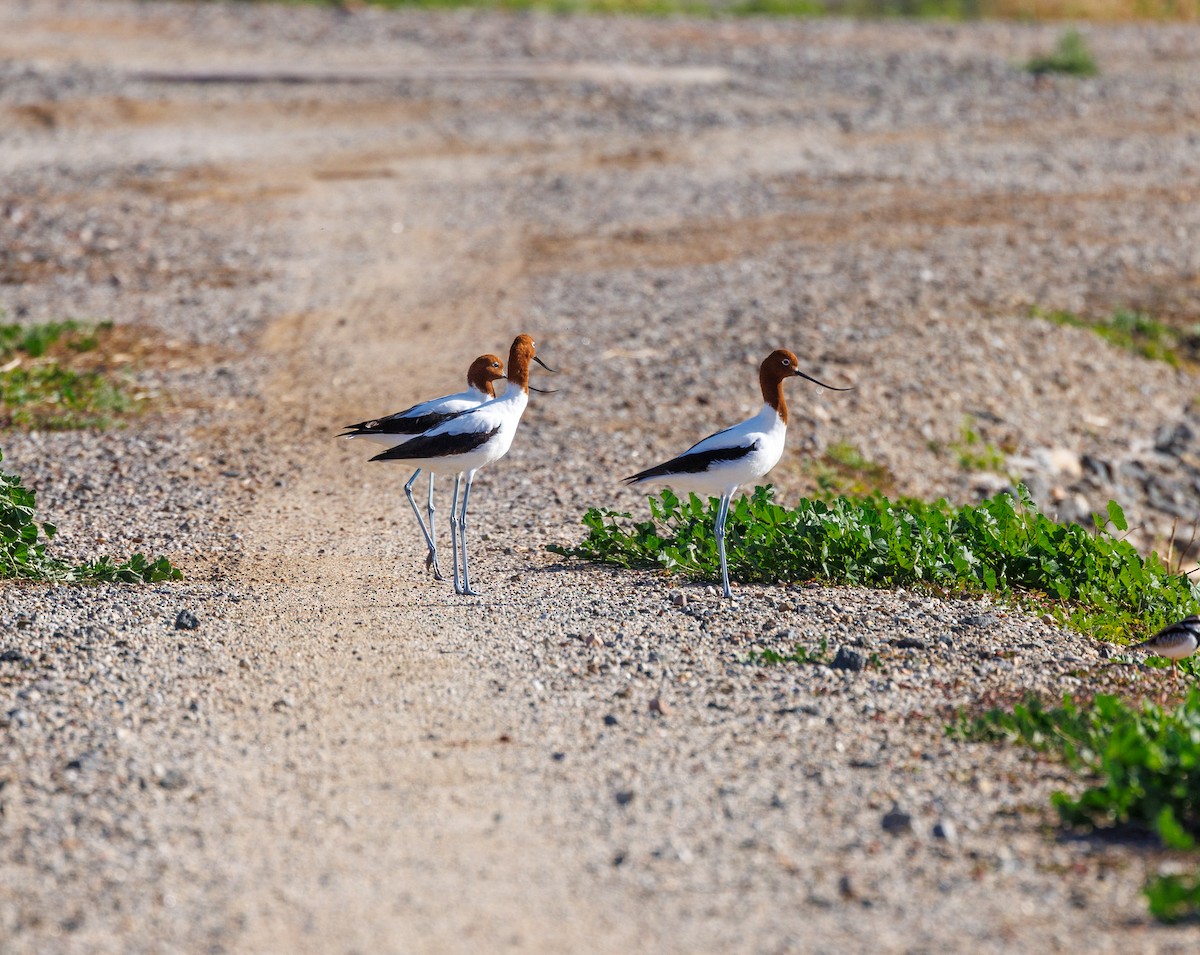 Avocette d'Australie - ML619008217