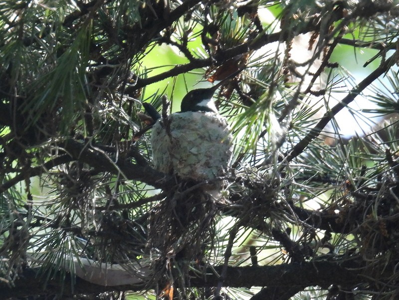 White-throated Hummingbird - bob butler