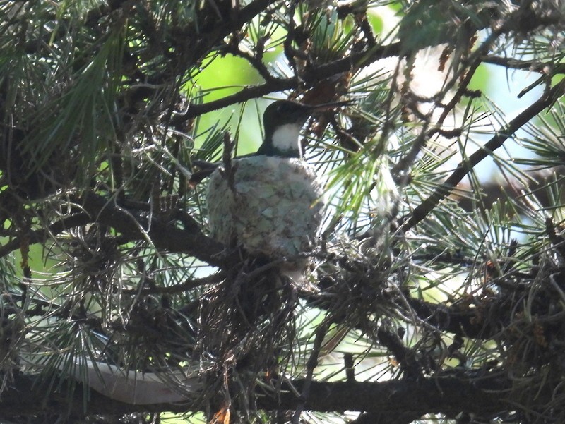 White-throated Hummingbird - bob butler