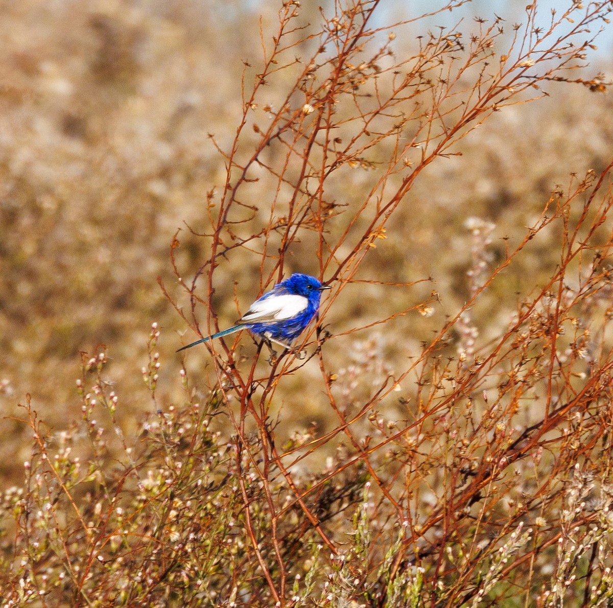 White-winged Fairywren - ML619008234