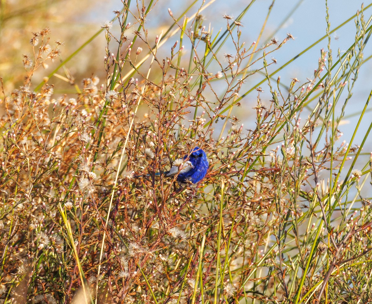 White-winged Fairywren - ML619008239