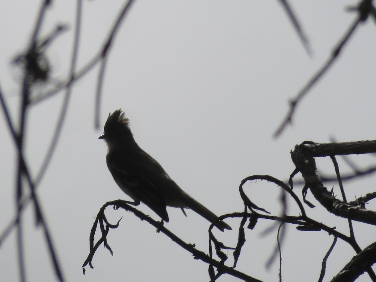 Apical Flycatcher - ML619008294