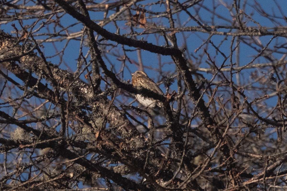 Himalayan White-browed Rosefinch - ML619008299