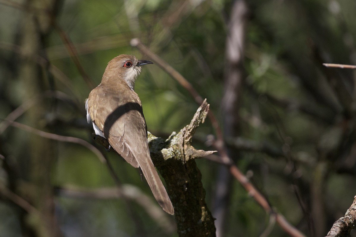 Black-billed Cuckoo - ML619008307