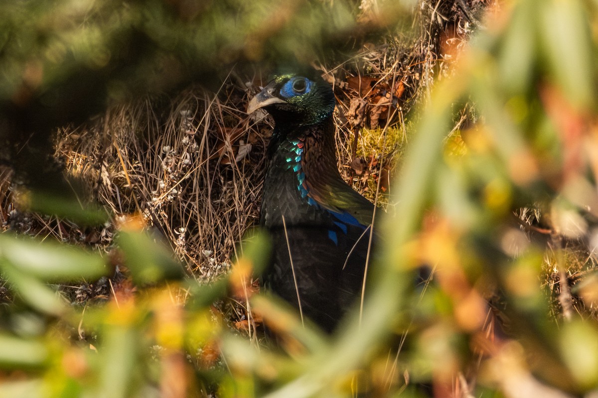 Himalayan Monal - Oscar Vazquez