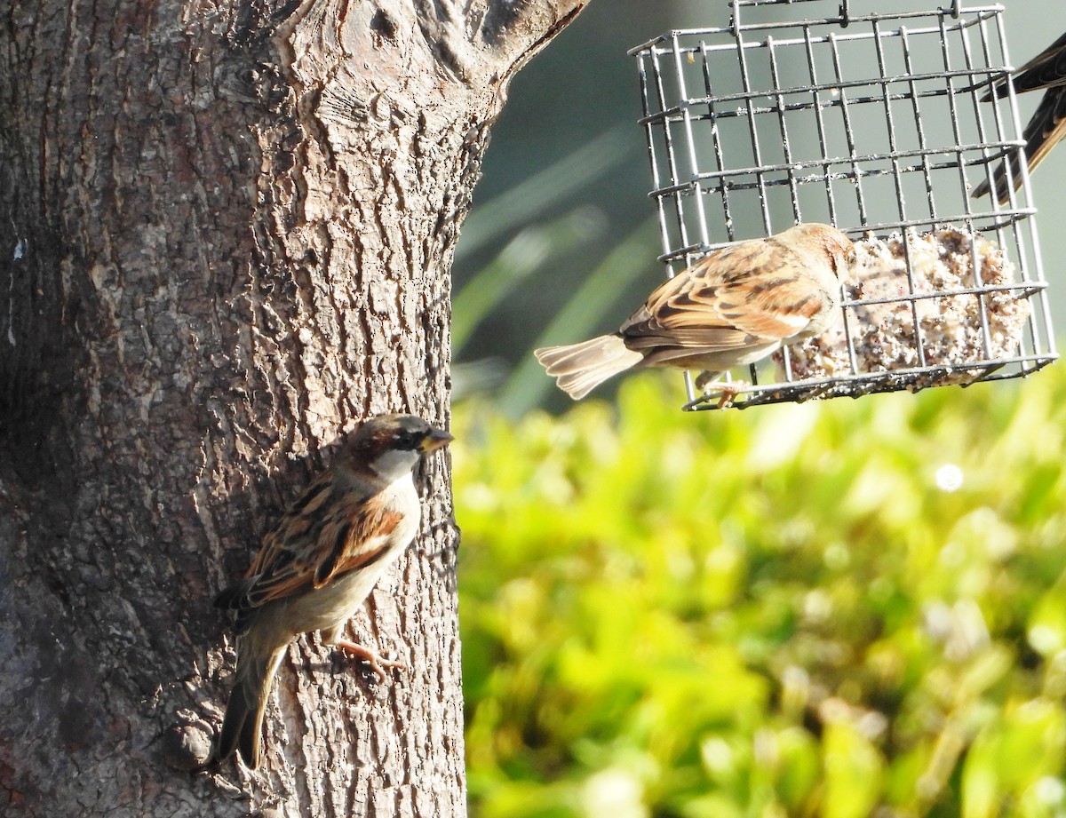 House Sparrow - ML619008310