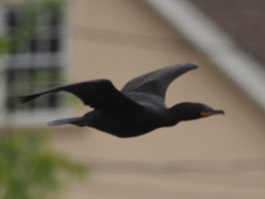 Double-crested Cormorant - ML619008329