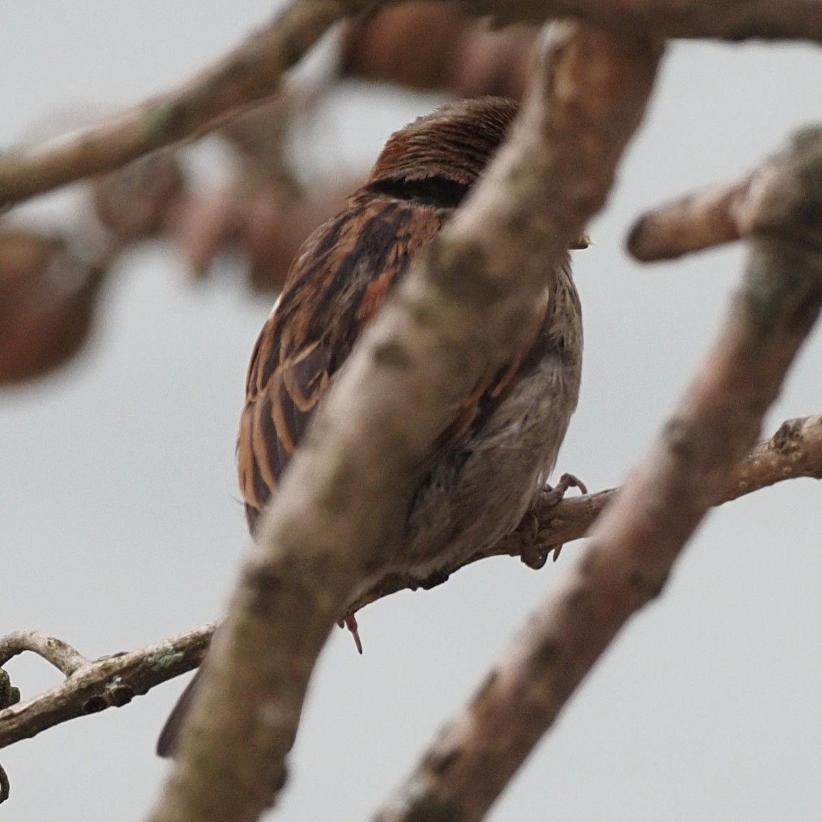 House Sparrow - ML619008337