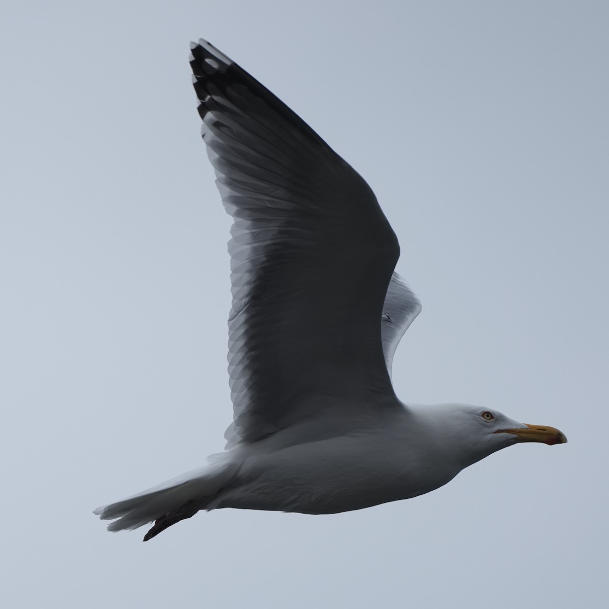 Herring Gull - Milton Paul