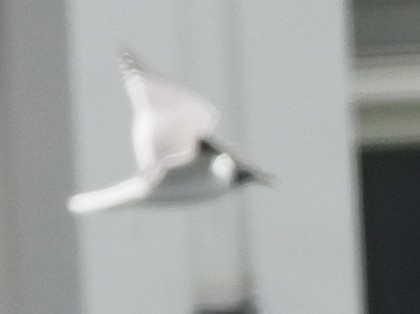 Laughing Gull - ML619008368