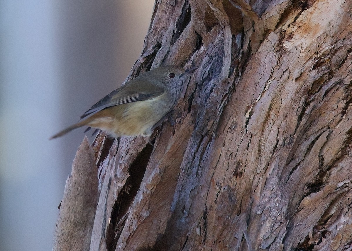 Brown Thornbill - ML619008371