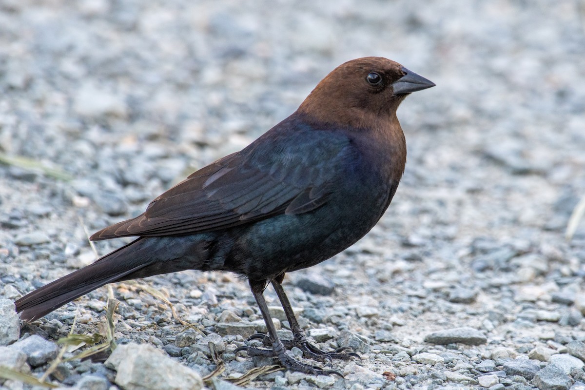 Brown-headed Cowbird - Joan Septembre