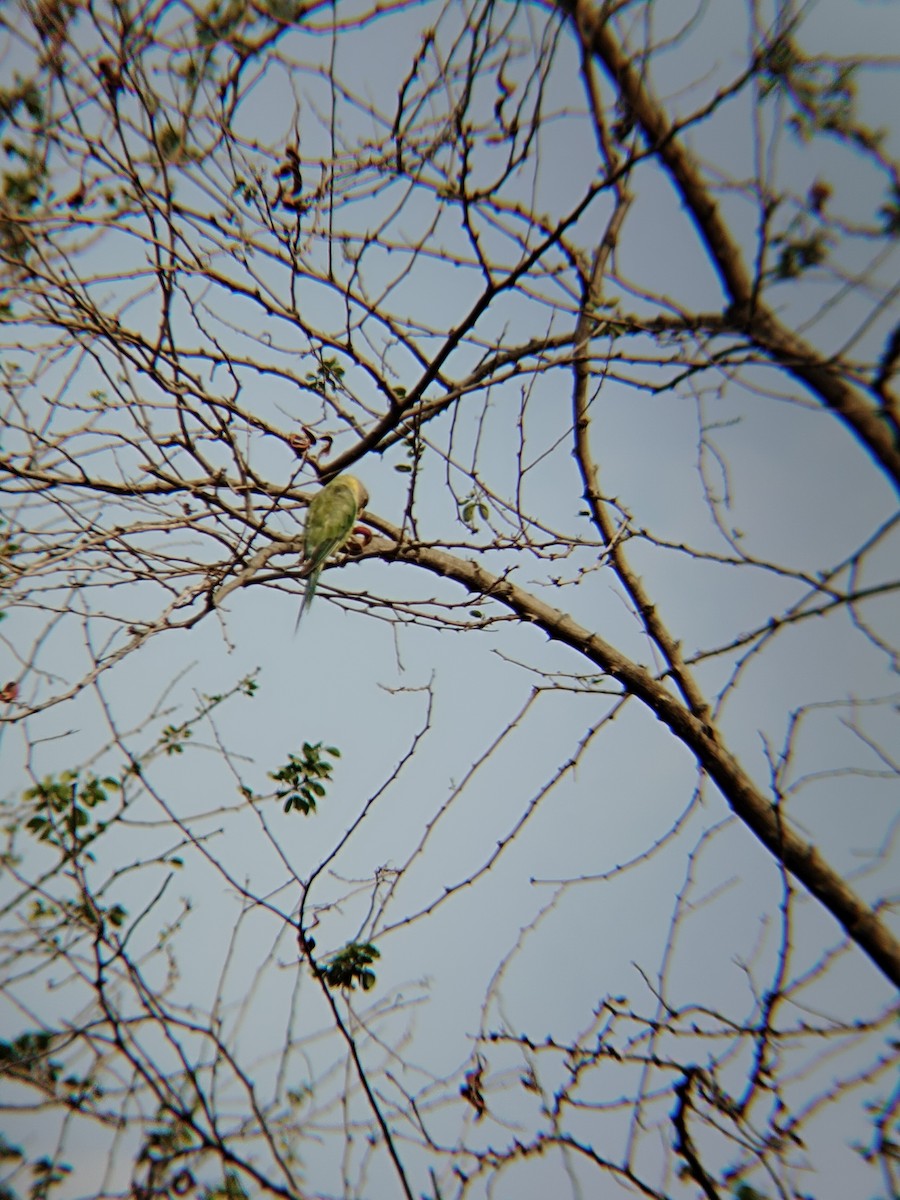 Plum-headed Parakeet - Reshma Tadvi