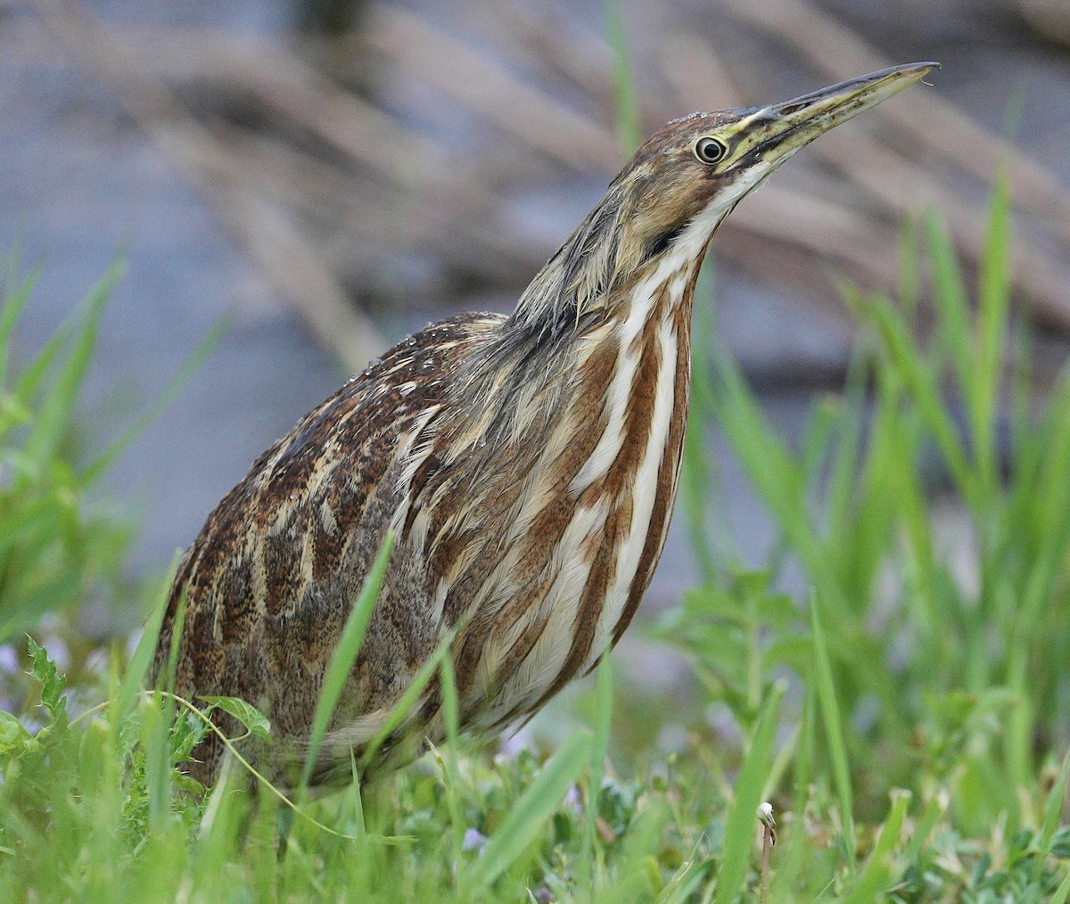 American Bittern - ML619008390