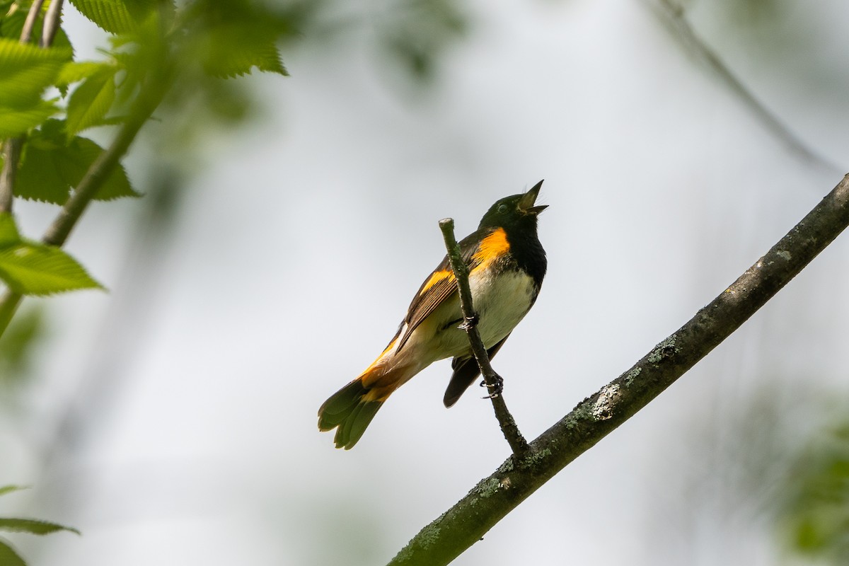 American Redstart - ML619008395