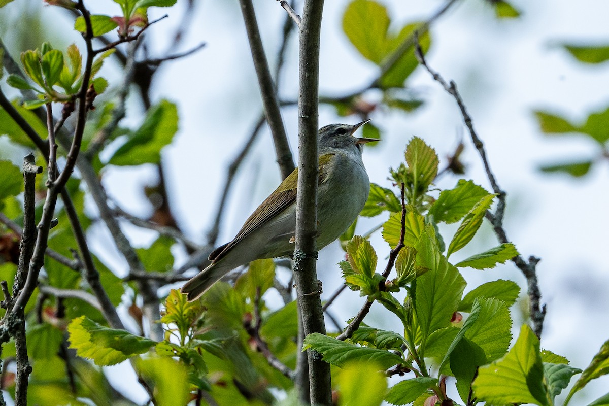 Tennessee Warbler - ML619008400