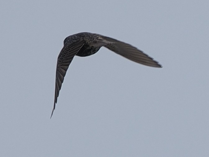 European Starling - Milton Paul