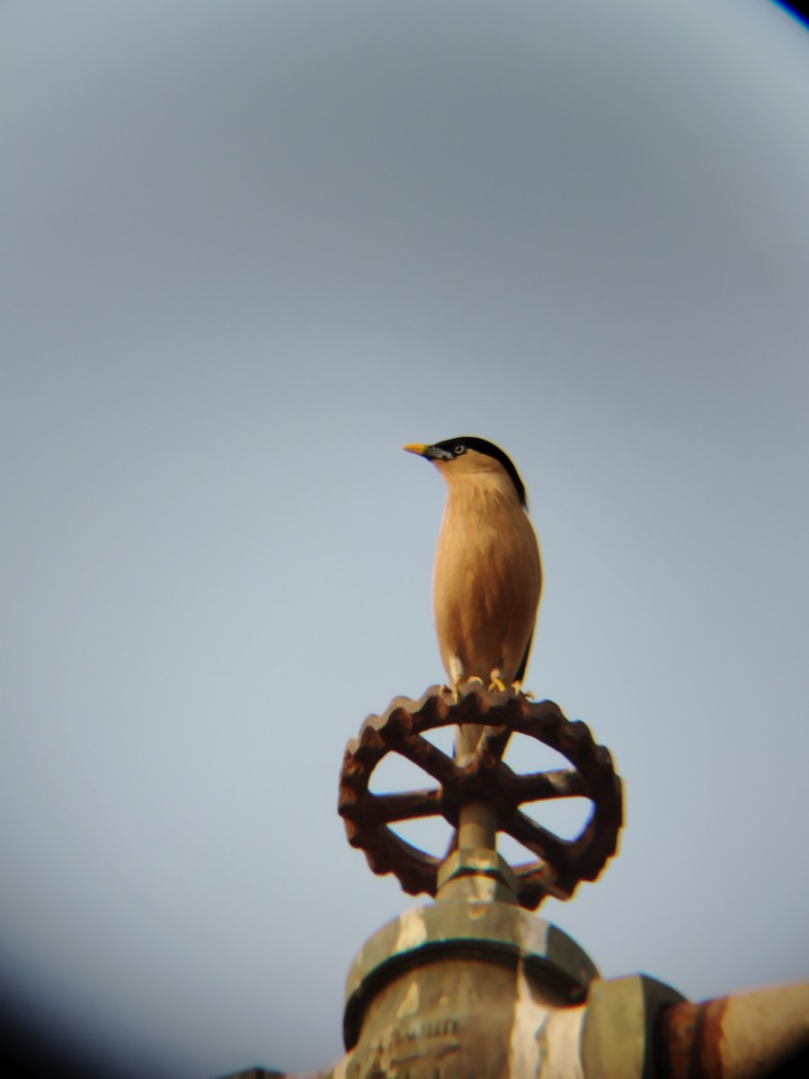 Brahminy Starling - ML619008413