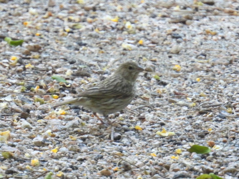 Saffron Finch (Pelzeln's) - ML619008415