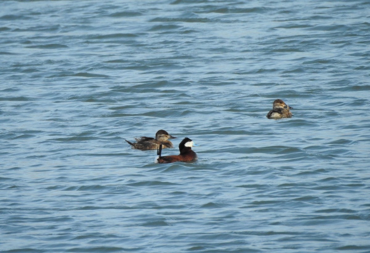 Ruddy Duck - ML619008426