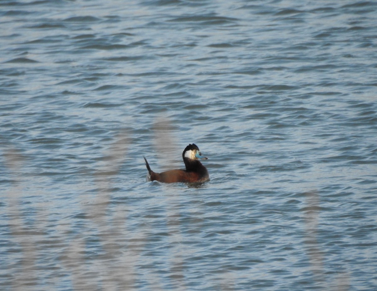 Ruddy Duck - ML619008427