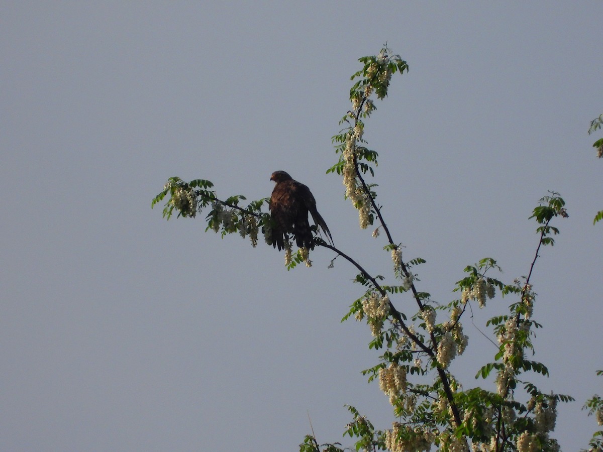 Gray-faced Buzzard - Suyoung Lee