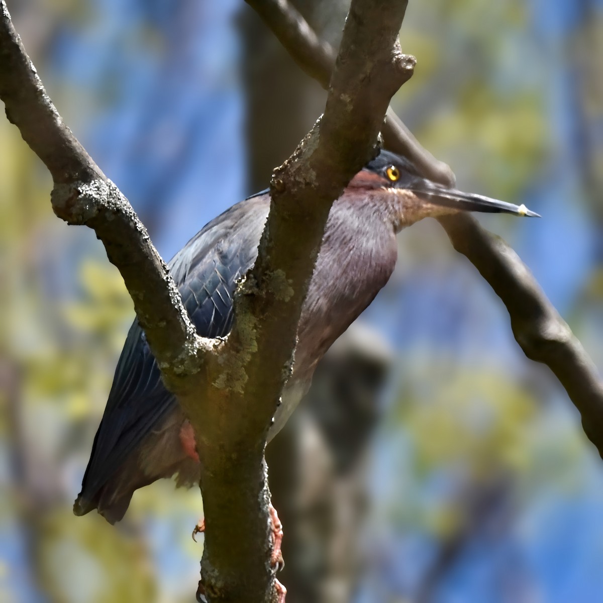 Green Heron - ML619008445