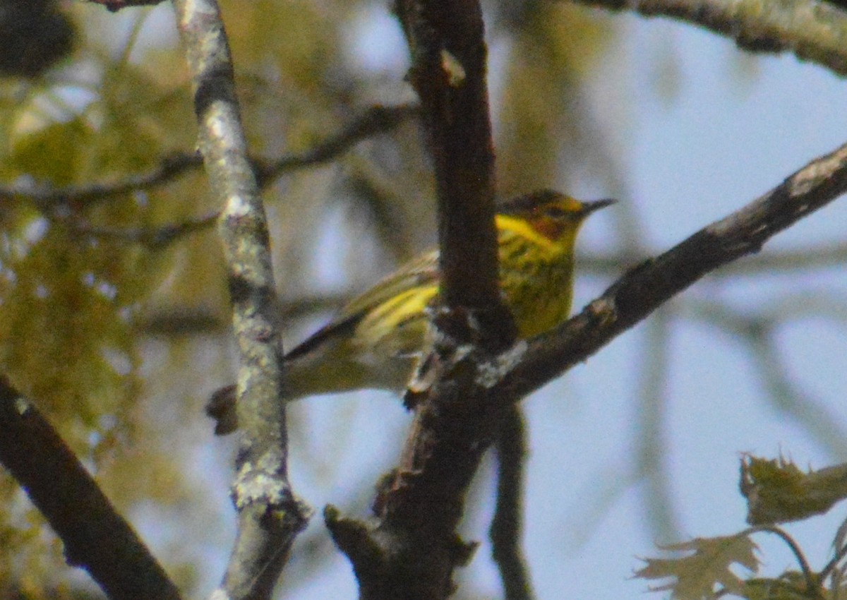 Cape May Warbler - John Mitchell