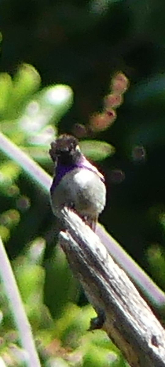 Costa's Hummingbird - David Telles