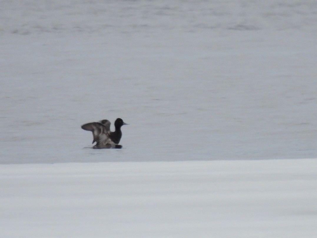 Lesser Scaup - ML619008461