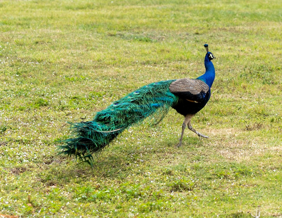 Indian Peafowl - ML619008474