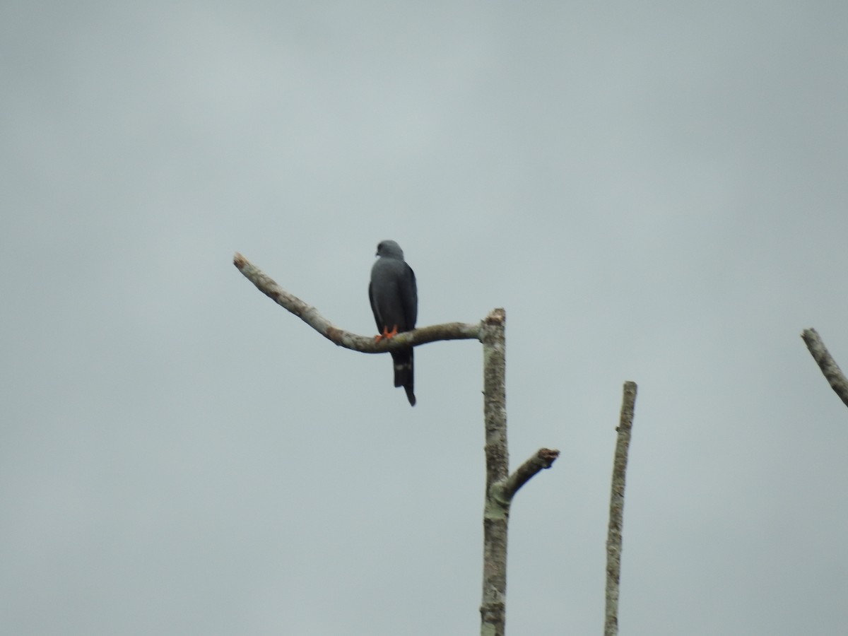 Plumbeous Kite - ML619008477