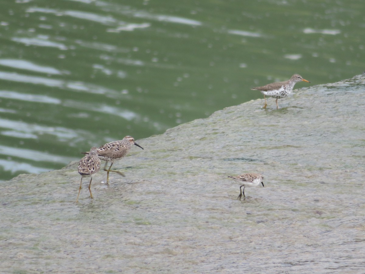 Spotted Sandpiper - ML619008495