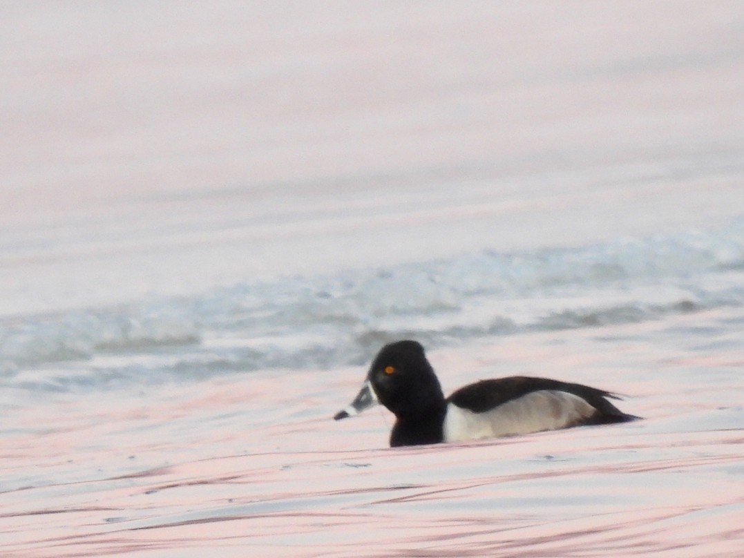 Ring-necked Duck - ML619008502