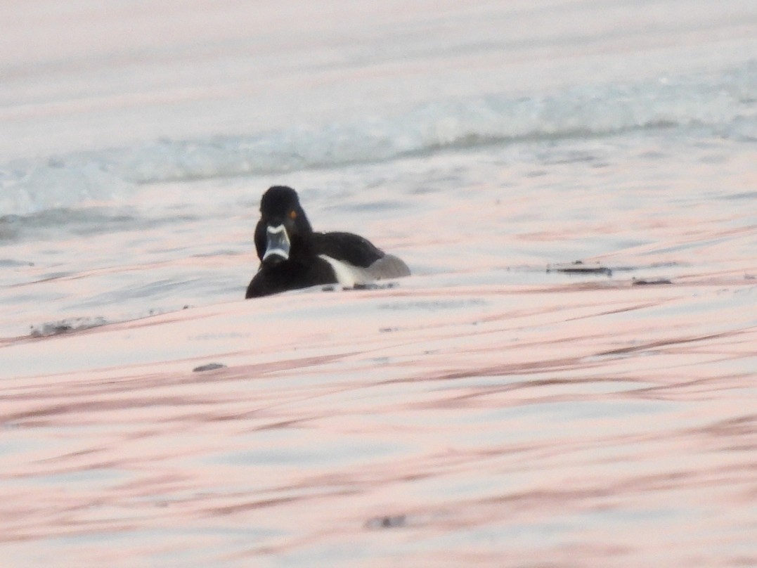 Ring-necked Duck - ML619008503