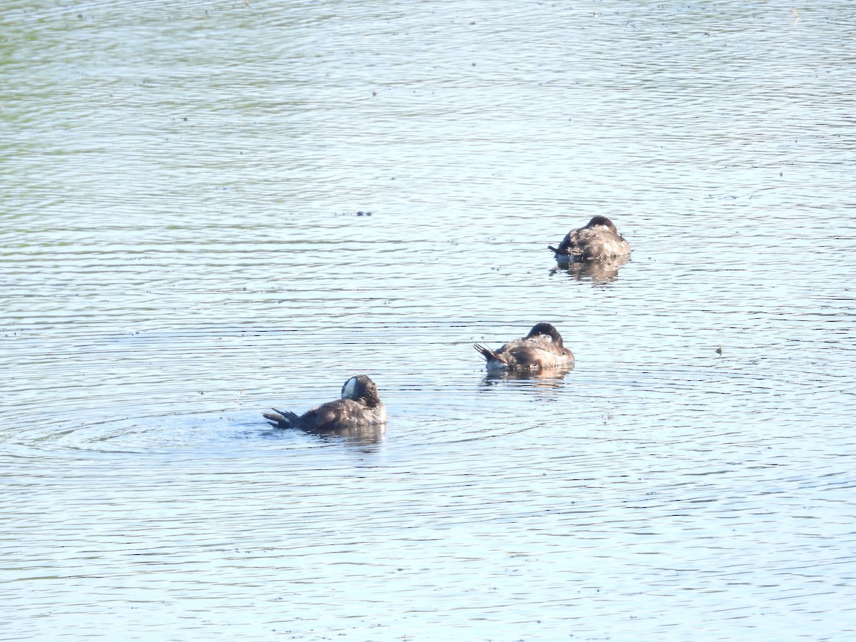 Ruddy Duck - ML619008508