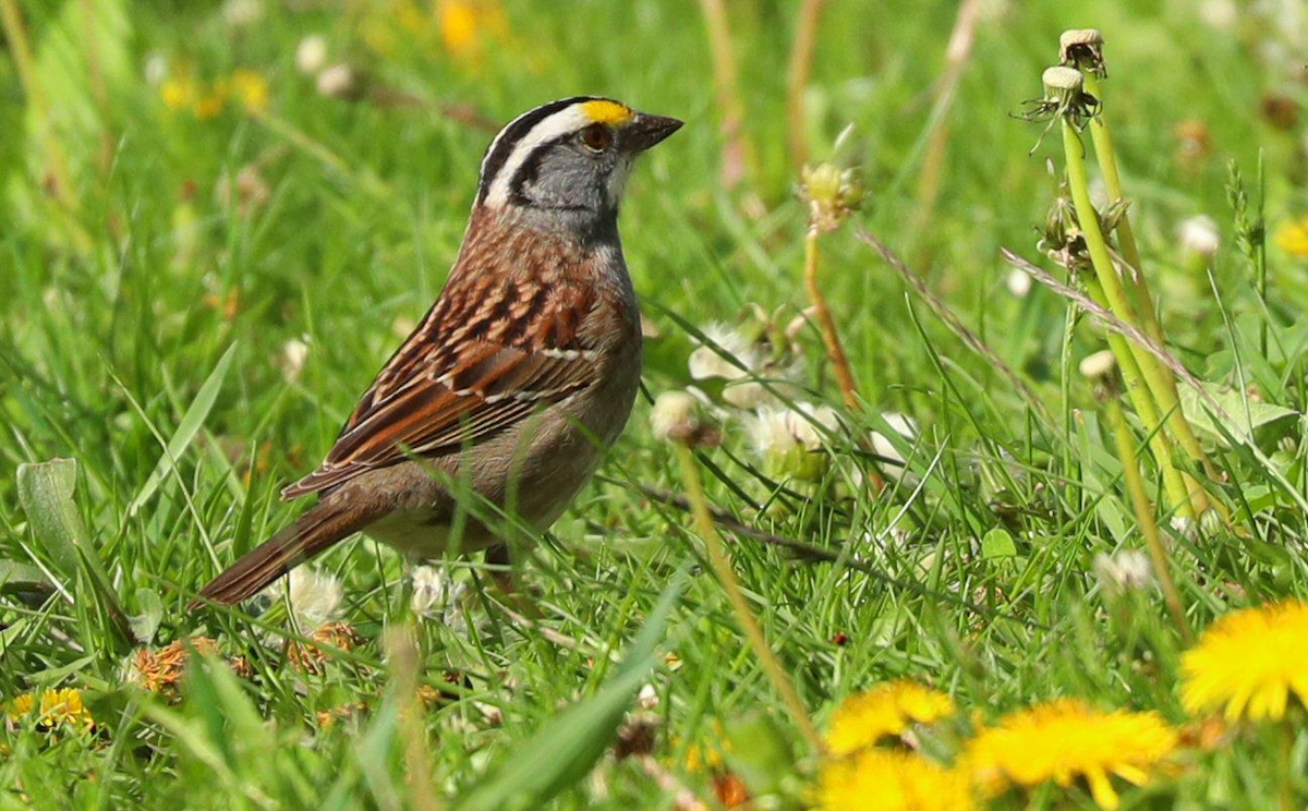 White-throated Sparrow - Grace Green