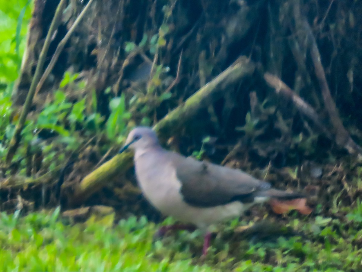 White-tipped Dove - ML619008527