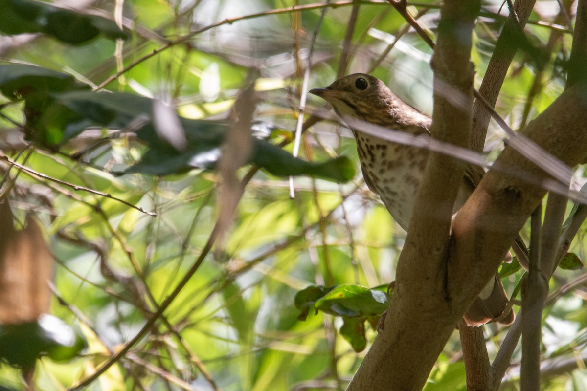 Swainson's Thrush - Cadeo Scott Schipper