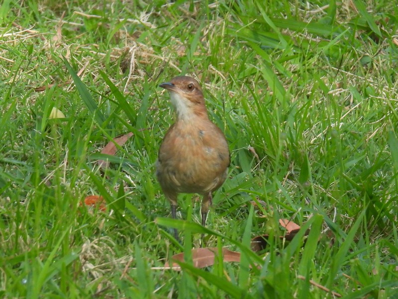 Rufous Hornero - bob butler