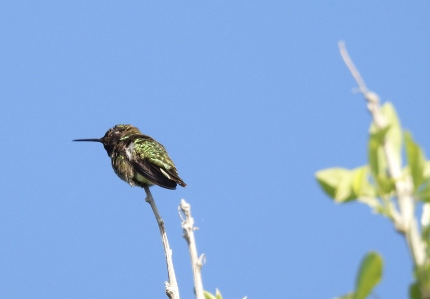 rødmaskekolibri - ML619008579