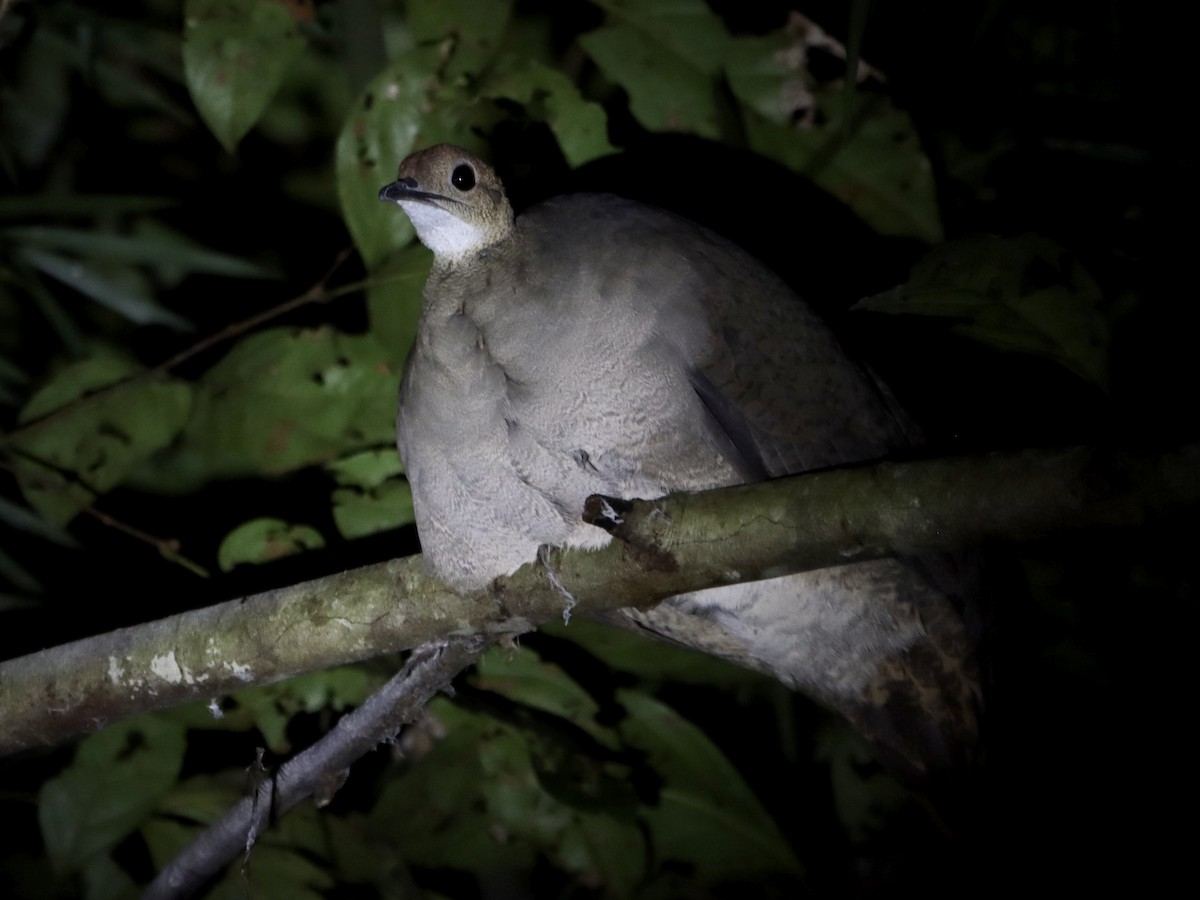 White-throated Tinamou - Rene sun