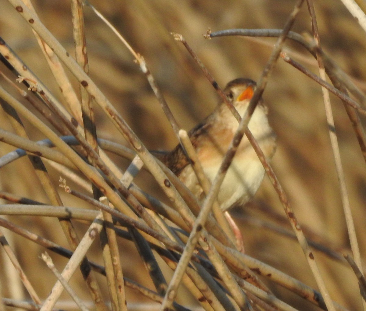 Sedge Wren - Shane Sater