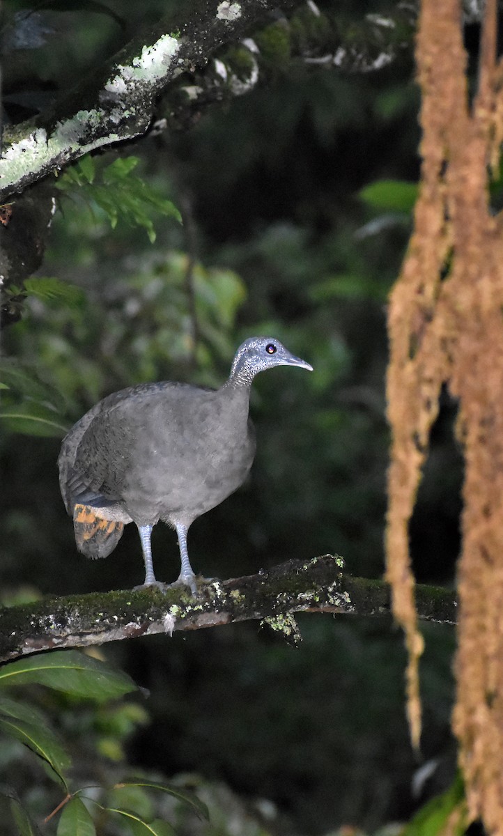 Gray Tinamou - ML619008626