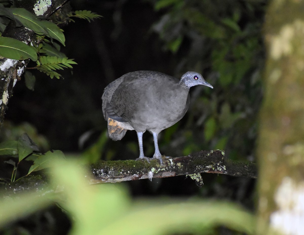 Gray Tinamou - ML619008635