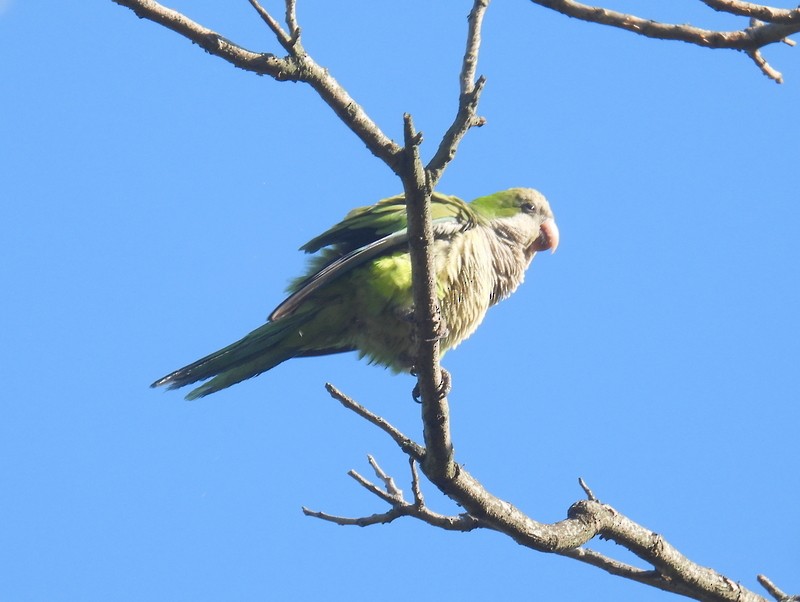 Monk Parakeet (Monk) - bob butler